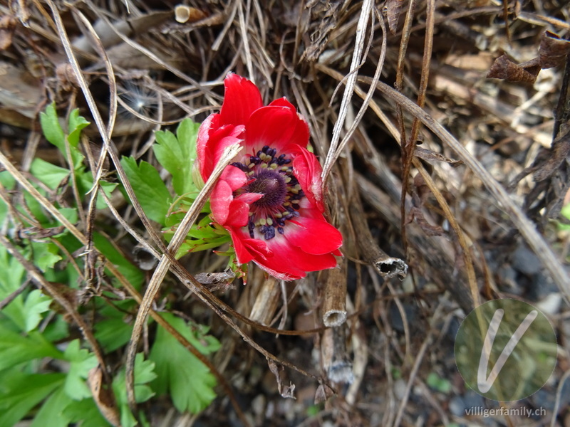 Kronen-Anemone: Übersicht